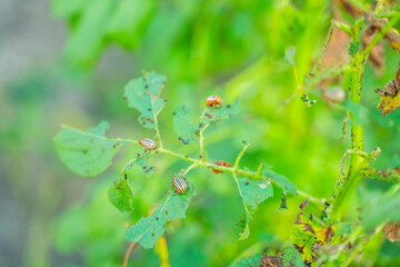 A lot of Colorado potato beetles eating potato leaves in the garden, close-up
