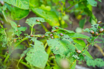 A lot of Colorado potato beetles eating potato leaves in the garden, close-up