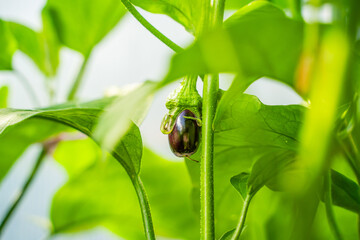 Young eggplant seedlings starting to grow on a bed in a greenhouse, close-up
