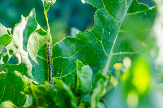 Pieris brassicae caterpillars eating Brussels sprout leaves, close-up. Vegetable pests in the garden