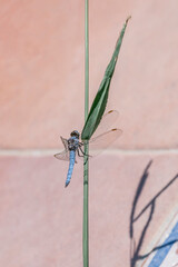 A blue dragonfly on a green plant with a pink background