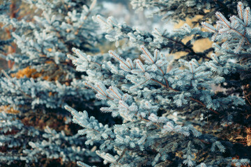 close up of spruce tree branches with blue green needles in natural forest environment, coniferous evergreen background in winter season, Christmas, nature and ecological design