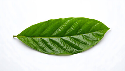 Fototapeta premium green leaf on a white background