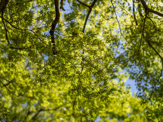 花を咲かせた青紅葉