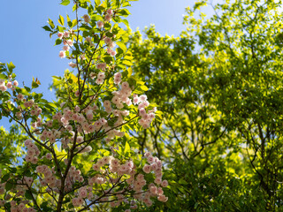 五月山に咲いた八重桜