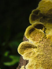 Yellow Bracket Fungus Growing on Tree Bark in Forest