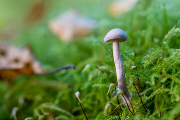 Tiny mushroom growing on vibrant green moss in forest