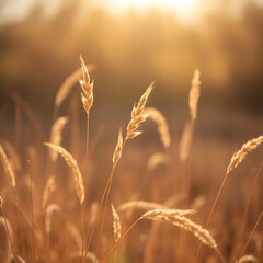 Obraz premium Wild grasses swaying at sunlight, yellow brown meadow or field, texture of autumn grass. Soft natural bokeh in background, minimal aesthetic nature landscape. Beauty of nature, earthy colored scene
