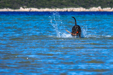Black Cane Corso guard dog running in water, dog training,