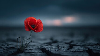 Red poppies displayed for remembrance day concept. A vibrant red poppy flower standing alone on cracked soil.