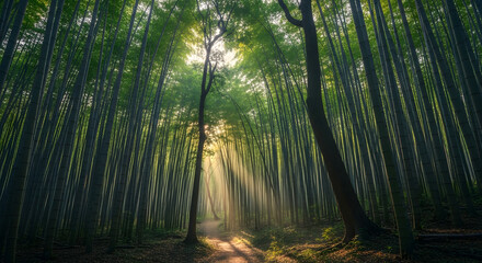 Fototapeta premium Serene Bamboo Grove illuminated by Sunlight, Forest Scene