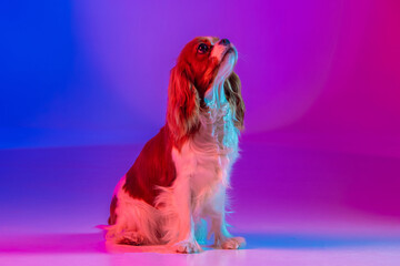 Cavalier King Charles Spaniel in Neon Light