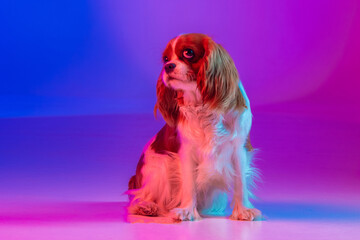 Cavalier King Charles Spaniel in Neon Light