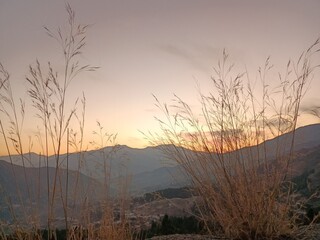 sunset in the forest