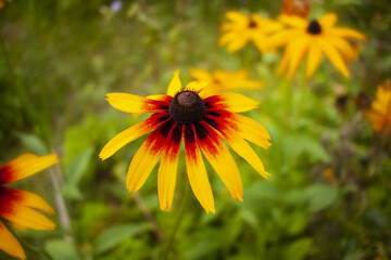 Rudbeckia flower blackeyed susan closeup of a flower