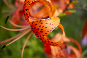 A close up photo of a Tiger lily, orange flowers