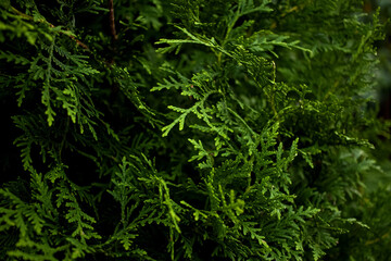 Cypress tree. Close-up of green conifers plant leaves in the forest
