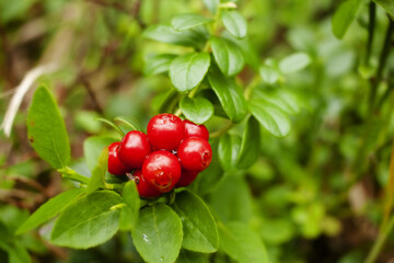 Lingonberry Branch Red Berries Green Leaves Closeup Nature Photography Autumn Fall