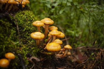 Mushrooms in the forest. Inedible mushrooms. Poisonous