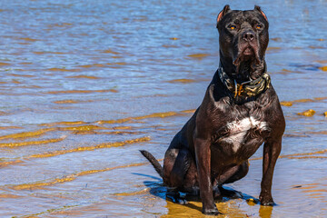 A black guard dog sits on the seashore, guarding a Cane Corso