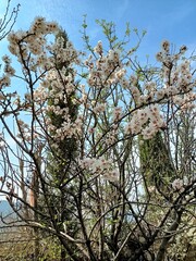 almond tree blossom and flowers branches 