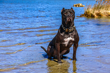 A black guard dog sits on the seashore, guarding a Cane Corso © dominikspalek.pl