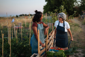 Farmers chatting next to wooden fence in community garden during sunset © bernardbodo