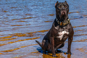 A black guard dog sits on the seashore, guarding a Cane Corso © dominikspalek.pl