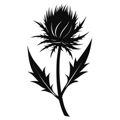 Pale Thistle vector clean black silhouette design white background