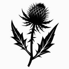 Pale Thistle vector clean black silhouette design white background