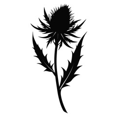 Pale Thistle vector clean black silhouette design white background