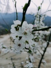 cherry tree in bloom