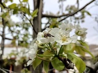 bee on apple tree
