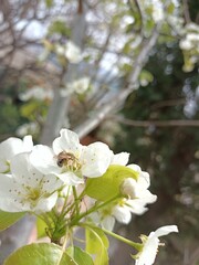 Bee on apple tree flowers