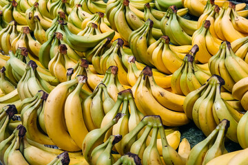 Clusters of ripe and semi-ripe bananas arranged in rows at a commercial market. Tropical fruit...