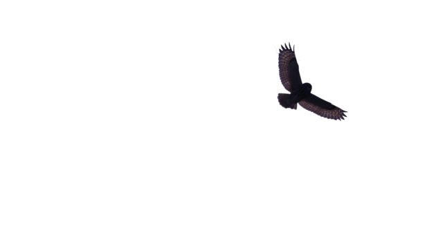 Owl in Flight, isolated on transparent background