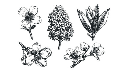 Black ink sketches of various blooming flowers and leafy branches isolated on white. Vector hand drawn illustration