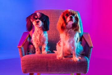 Cavalier King Charles Spaniel and Shih Tzu sitting in a chair