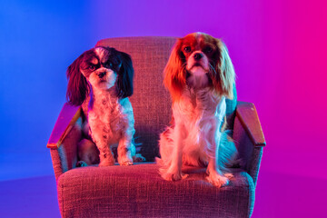 Cavalier King Charles Spaniel and Shih Tzu sitting in a chair