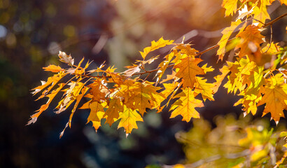 Red oak leaves on blue sky background
