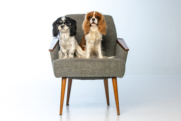 Cavalier King Charles Spaniel and Shih Tzu sitting in a chair