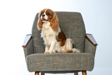 Cavalier King Charles Spaniel and Shih Tzu sitting in a chair