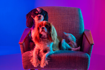 Cavalier King Charles Spaniel and Shih Tzu sitting in a chair