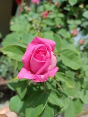 pink rose on a green background