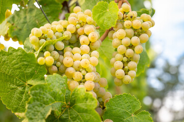 Green ripe riesling wine grapes growing on vine, vineyard in Trier, Mosel Valley Germany, landscape and agriculture at Moselle river