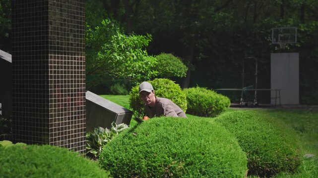 Professional gardener shaping shrubs with electric trimmer, creating artistic topiary forms. Expert landscape design work maintaining beautiful manicured garden.