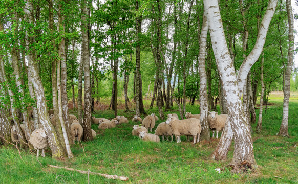 Schafherde im Birkenwald