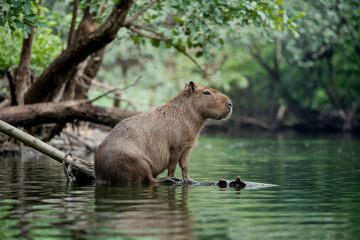 Jaguar in Pantanal Wetlands: Brazil's Majestic Wildlife