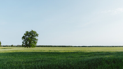 lonely tree in the field