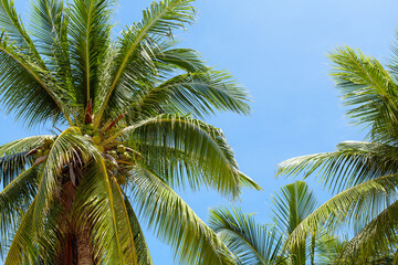 Green coconut palm trees on blue sky background closeup, palm leaves texture, palm branches, palm leaf, palm jungle, exotic foliage, tropical island sea beach, summer holidays, vacation, travel banner